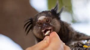 Mulher tem náusea e descobre que contraiu raiva após mordida de sagui no CE - Fabio Rodrigues Pozzebom / Agência Brasil