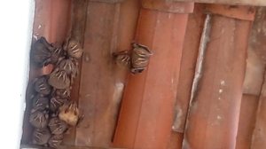 Saiba o que fazer ao encontrar morcegos mortos ou debilitados - Foto: Reprodução