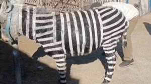 Foto: Reprodução/X