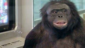 Foto: William H. Calvin/Wikimedia Commons