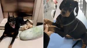 Joker (à esquerda) e a sua versão clonada - Reprodução/Redes Sociais