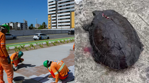 A Secretaria Municipal de Infraestrutura (Seminfra) foi autorizada a fazer o manejo do cágados - Foto: Seminfa/Reprodução
