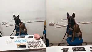 Cão farejador da PM ajuda a encontrar drogas e homem é preso em Arapiraca - Divulgação / 3ºBPM