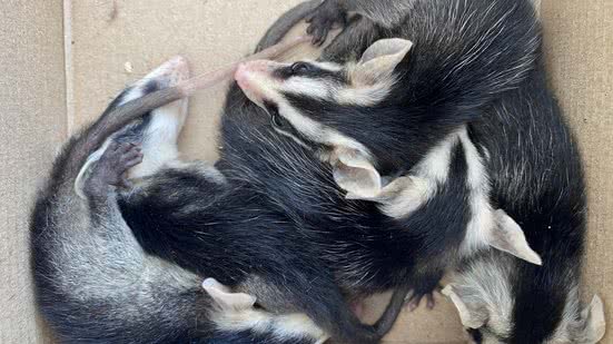 Imagem IMA alerta sobre a importância dos cassacos para o meio ambiente e o que fazer ao encontrá-los em residências