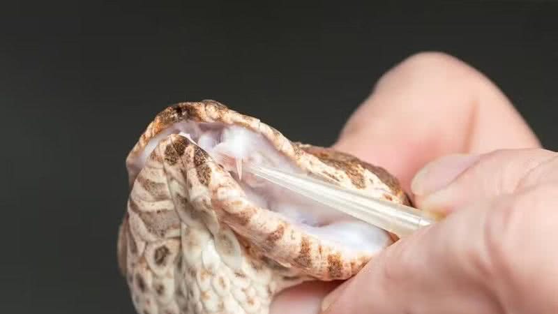 Vítimas de picada de cobra podem sofrer AVC mesmo após receber soro