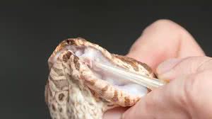 Foto: Divulgação Australian Reptile Park