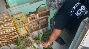 Operação combate extração ilegal de plantas ameaçadas em área de proteção ambiental - Foto: Cortesia/PF