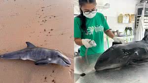 Cortesia e Instituto Biota/Montagem TNH1