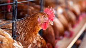 Foto: Reprodução/Freepik