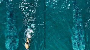 Vídeo impressionante mostra homem nadando ao lado de tubarão-baleia de 11 metros - Reprodução / Instagram @maremarilhabela