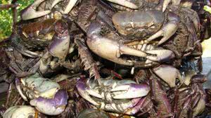 Foto: Divulgação/IMA-AL