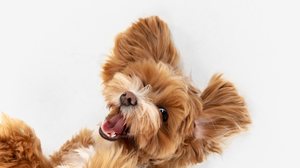 Imagem Adotei um filhote, o que fazer?