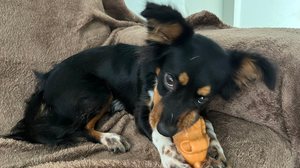 Juliette com brinquedo interativo - Deisy Nascimento