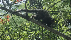 Desde dezembro, 47 macacos tiveram confirmação para febre amarela o estado, mas estes animais não transmitem a doença - Foto: Fábio Massali / Agência Brasil
