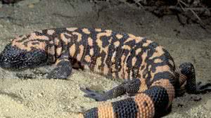 Foto: Reprodução/Redes Sociais