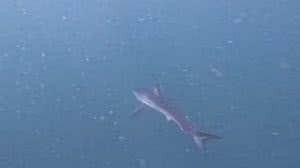 Foto: Reprodução/Redes Sociais