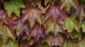 O fenômeno El Niño, que atingiu o pico em dezembro do ano passado, vem demonstrando enfraquecimento nos últimos meses. - Foto: TV Globo