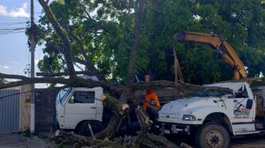 Militares estão fazendo a retirada da árvore - Foto: Cortesia/Ascom Bombeiros