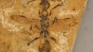 Foto: Divulgação / Anderson Lepeco