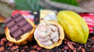 Imagem Trilha do cacau, uma experiência saborosa