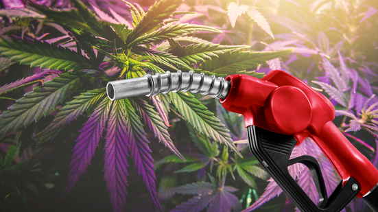 Imagem Projeto tenta transformar maconha apreendida em biocombustível