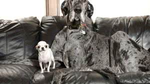 Foto: Reprodução/ Guinness World Records