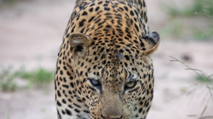 Foto: Ilustrativa/Freepik