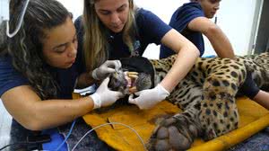 Onça capturada no Mato Grosso do Sul - Saul Schramm / Secom MS