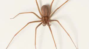 Foto:  Léo Noronha/Funed