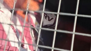 Suspeito de mostrar órgão genital para adolescente é preso no Marco dos Corais - Ascom Semsc