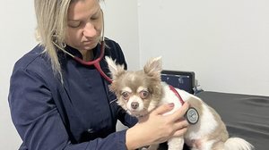 Imagem Meu pet foi diagnosticado com problema no coração. O que fazer?