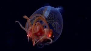 Foto: Reprodução/Schmidt Ocean Institute