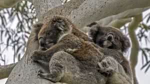 Foto: Wikimedia Commons