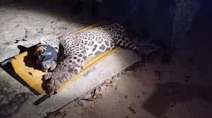 Onça que matou caseiro no pantanal é capturada - Divulgação / PMA