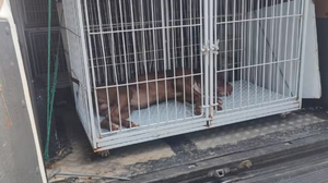 Divulgação / Polícia Militar