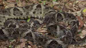 Serpente Jararaca-da-mata (Bothrops leucurus) - Michelly Cordeiro