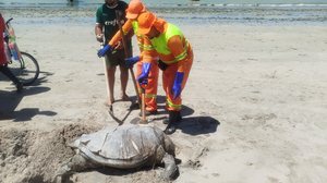 Tartaruga é encontrada morta na praia de Pajuçara - Reprodução