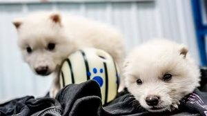 Rômulo e Remo, da espécie lobo-terrível, que foi desextinta, de acordo com a Colossal Biosciences. - Foto: Colossal Biosciences