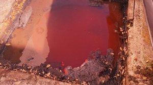 Polícia prende sindico por crime ambiental em Maceió - Foto: Reprodução