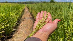 Imagem Safra alagoana avançar 46% e atinge mais de 197 mil toneladas em 2025