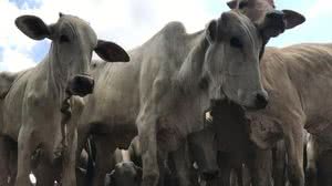 Imagem Adeal inicia primeira etapa da campanha de Atualização Cadastral de Rebanhos