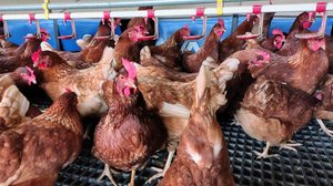 Imagem Gripe aviária não deve impactar preço da carne de frango, diz ministro