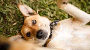 Feira objetiva encontrar um lar para animais que vivem em abrigo. - Foto: Arquivo