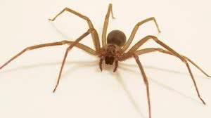 Aranha venenosa que causa necrose é muito comum nas casas brasileiras - Reprodução / BioDiversity4all