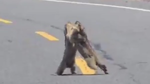 Foto: Reprodução/X