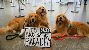 STJ autoriza que companhia aérea recuse transporte de animais de suporte emocional - Fabio Rodrigues Pozzebom / Agência Brasil