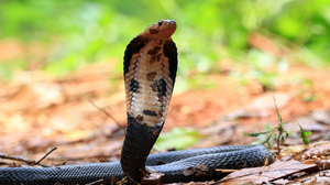 Foto: Reprodução/Freepik