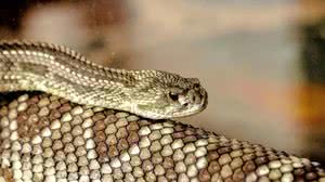 Veneno das cascavéis está mais mortal? Cientistas fazem descoberta curiosa - Pixabay