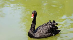 Foto: Reprodução/Canva