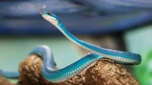 Imagem ilustrativa - José Felipe Batista / Comunicação Butantan